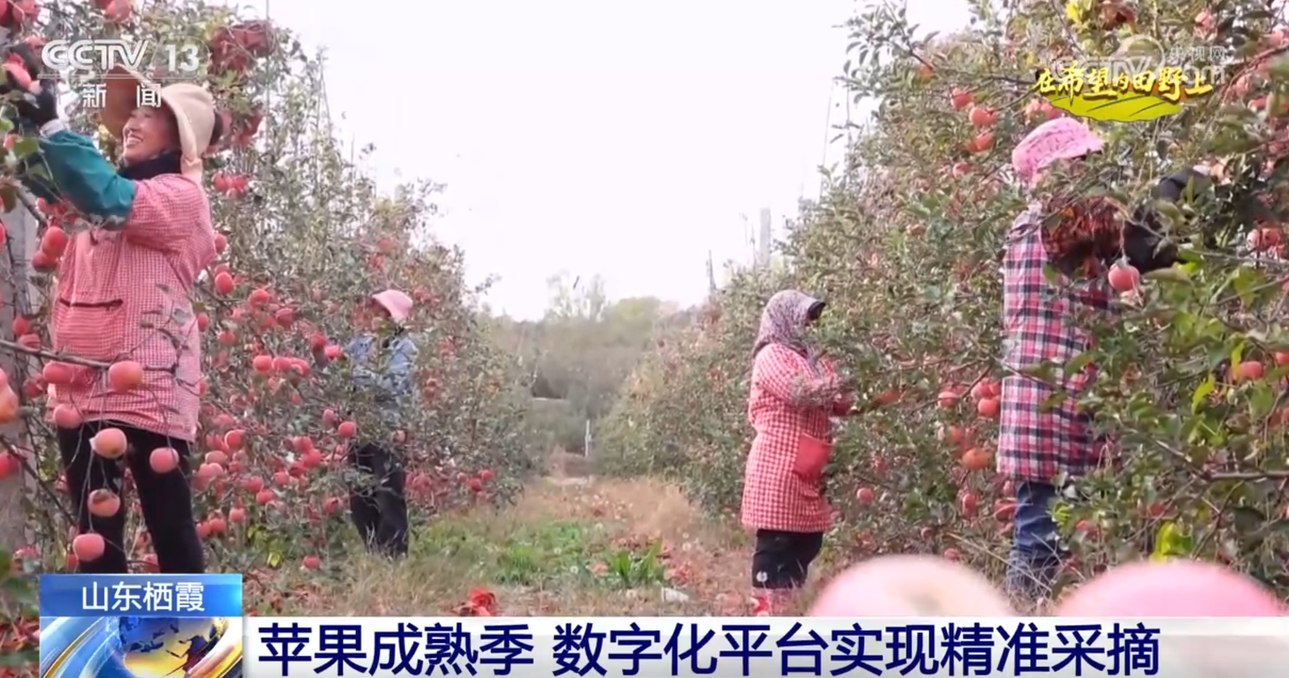 丰”景画卷 农业高“智”量发展行稳致远尊龙凯时APP希望的田野上铺展多彩“(图5)