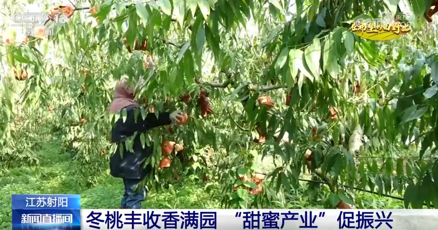 丰”景画卷 农业高“智”量发展行稳致远尊龙凯时APP希望的田野上铺展多彩“(图10)
